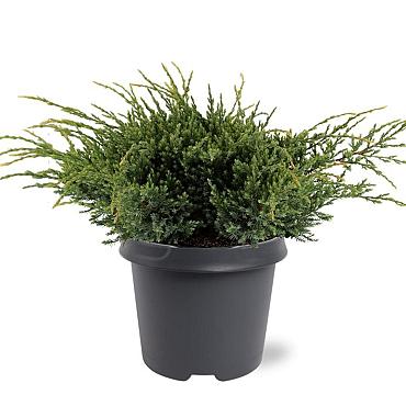 Juniperus squamata 'Holger'
