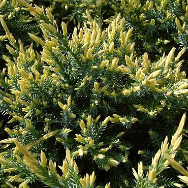 Juniperus squamata 'Holger'