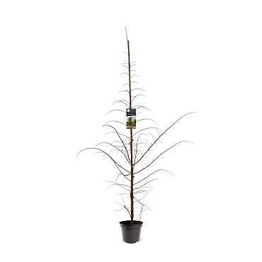 Larix kaempferi