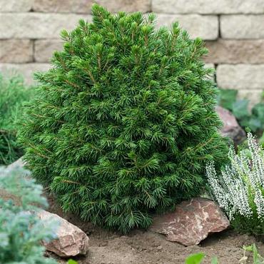 Picea a. 'Tompa'
