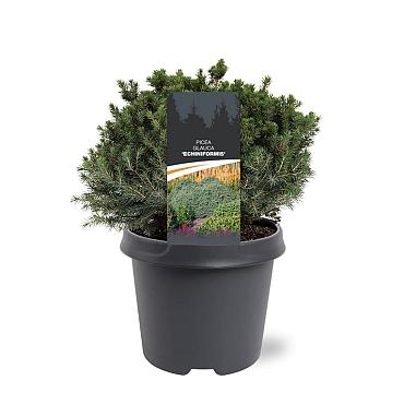 Picea gl. 'Echiniformis'