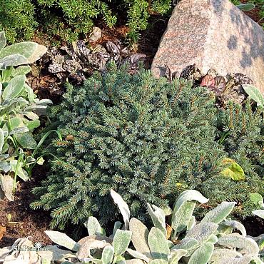 Picea gl. 'Echiniformis'