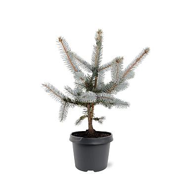 Picea pungens 'Hoopsii'