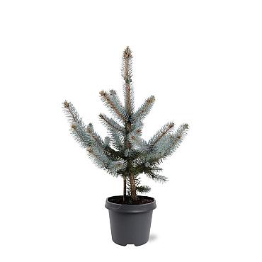 Picea pungens 'Hoopsii'