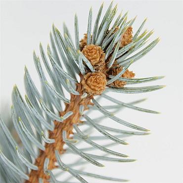 Picea pungens 'Hoopsii'