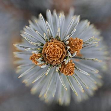 Picea pungens 'Hoopsii'