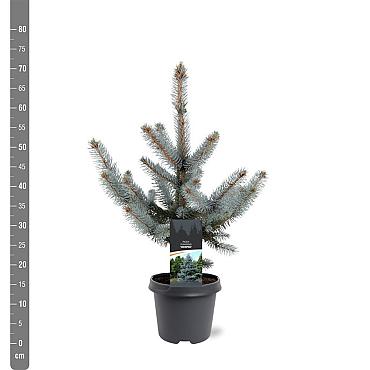 Picea pungens 'Hoopsii'