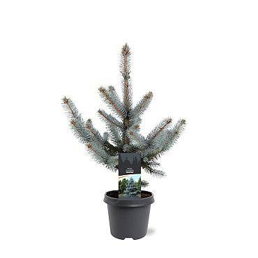 Picea pungens 'Hoopsii'
