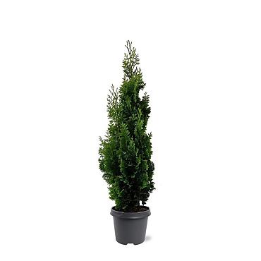 Thuja occ. 'Degroot's Spire'