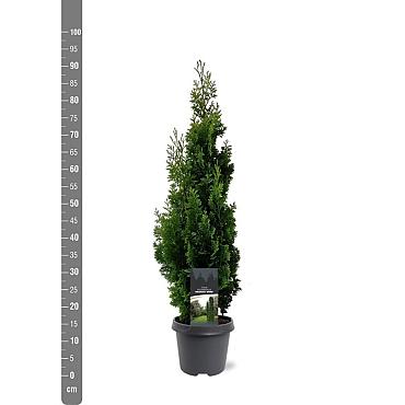 Thuja occ. 'Degroot's Spire'