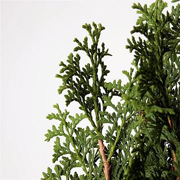 Thuja occ. 'Degroot's Spire'