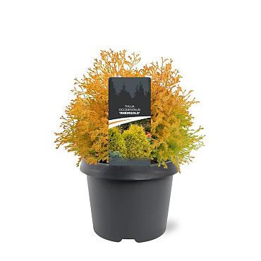 Thuja occ. 'Rheingold'