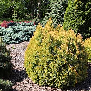 Thuja occ. 'Rheingold'