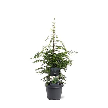 Tsuga canadensis