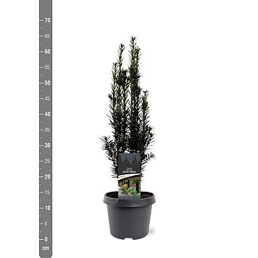 Taxus b. 'Black Tower'
