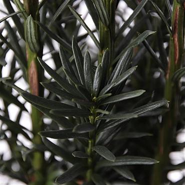 Taxus b. 'Black Tower'