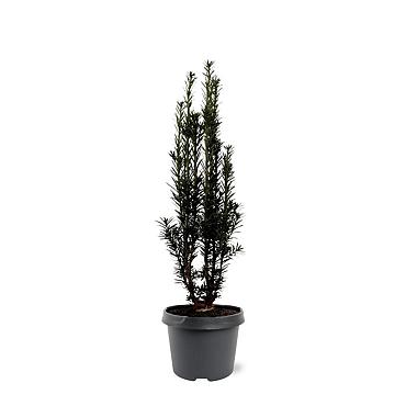Taxus b. 'Black Tower'