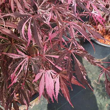 Acer pal. 'Extravaganza'