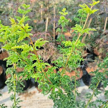 Acer pal. 'Shishigashira'