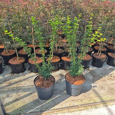 Acer pal. 'Shishigashira'