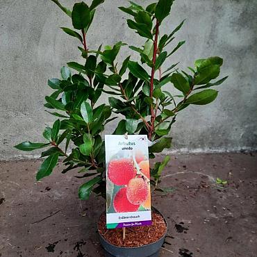 Arbutus unedo