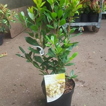Arbutus unedo