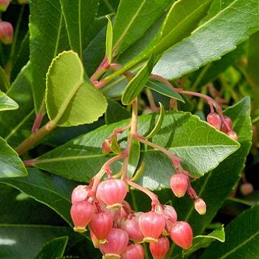 Arbutus unedo