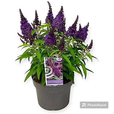 Buddleja d. Butterfly Candy Gemengd