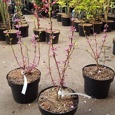 Cercis chinensis 'Avondale'
