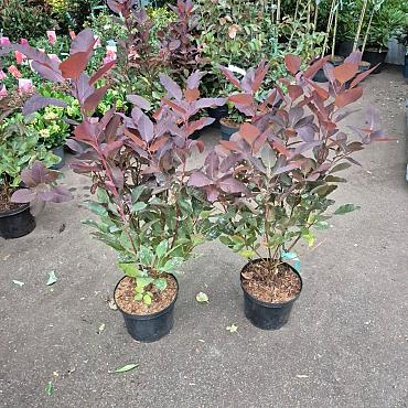 Cotinus 'Grace'