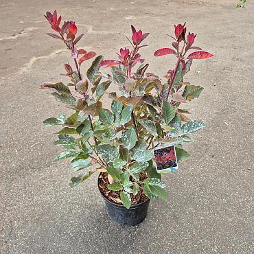Cotinus 'Grace'