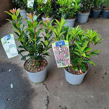 Kalmia latifolia in Cultivars