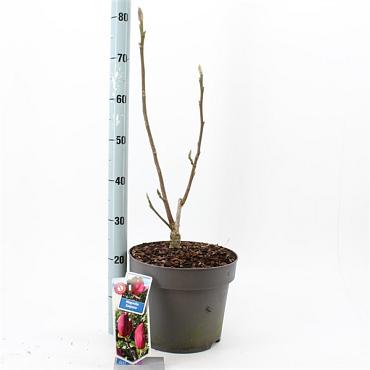 Magnolia 'Emperor'