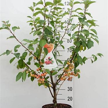 Malus 'Evereste'