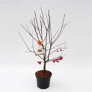 Malus 'Red Sentinel'
