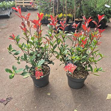 Photinia fraseri 'Carré Rouge'