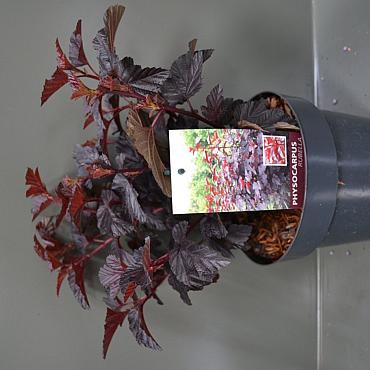 Physocarpus opulif. 'Rubella'