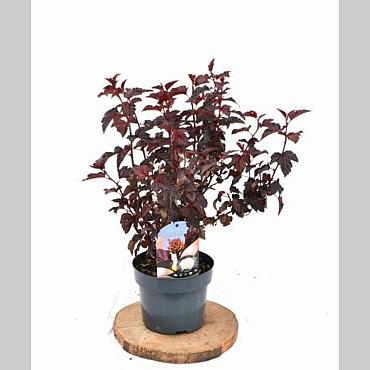 Physocarpus opulif. 'Rubella'
