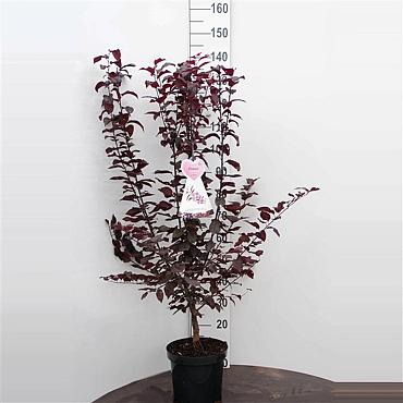 Prunus cer. 'Nigra'