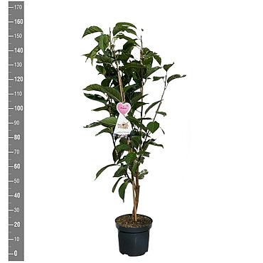 Prunus ser. 'Amanogawa'
