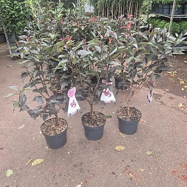 Prunus ser. 'Royal Burgundy'