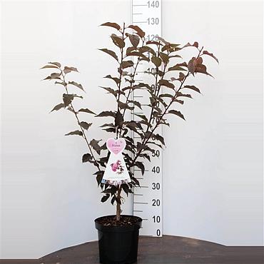 Prunus ser. 'Royal Burgundy'
