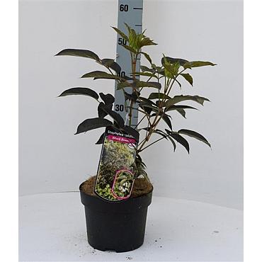 Staphylea colchica Black Beauty