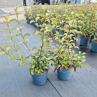 Viburnum bodn. 'Charles Lamont'