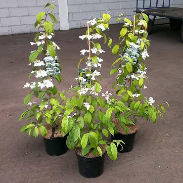 Viburnum plic. Kilimandjaro