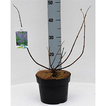 Vitex agnus-castus