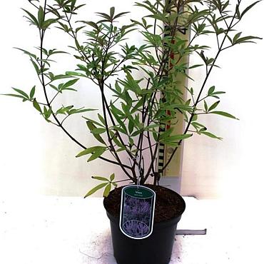 Vitex agnus-castus