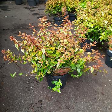 Abelia grandifl. 'Kaleidoscope'
