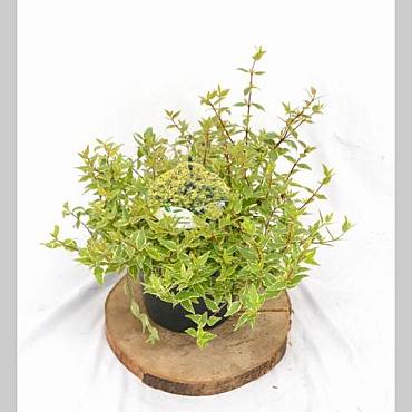 Abelia grandifl. Jelly Beans
