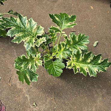 Acanthus 'Whitewater'